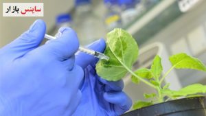 حمایت از صنعت گیاهان دارویی با دستور پشتیبانی دولت از 100 طرح پژوهشی و فناورانه