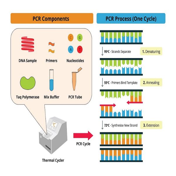 انجام PCR ژن‌های میکروبی