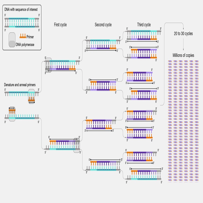 انجام PCR ژن‌های میکروبی
