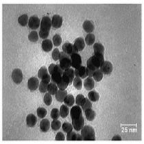 نانو ذرات طلا با پوشش آلژینات کونژوگه با پپتید تریپتورلین