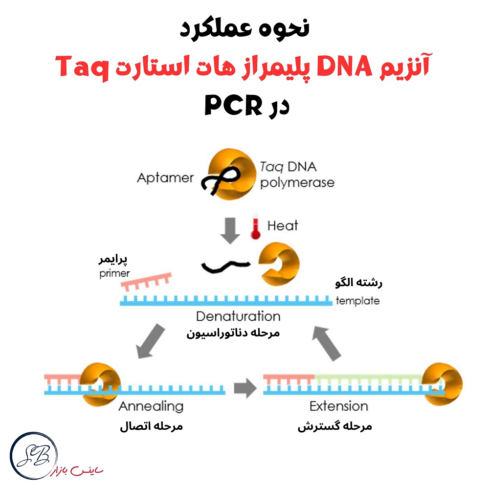 Taq hot start DNA polymerase enzyme 2
