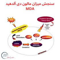 سنجش میزان مالون دی آلدهید MDA