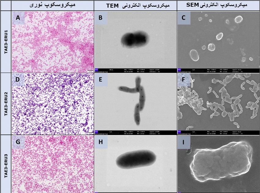 Bacterial morphology