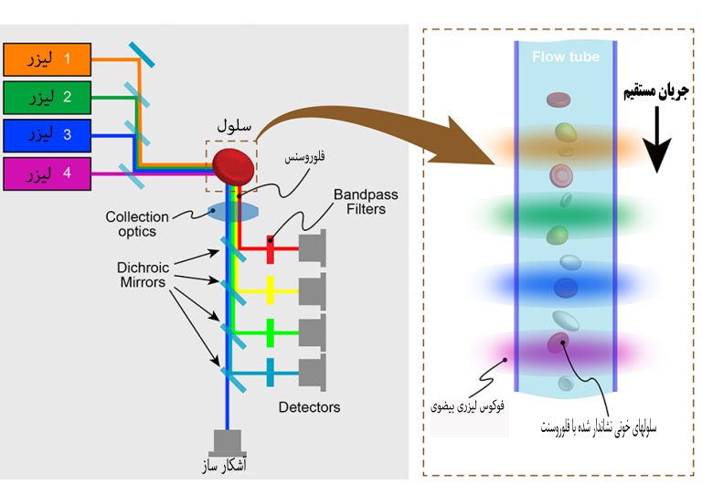 فلوسایتومتری
