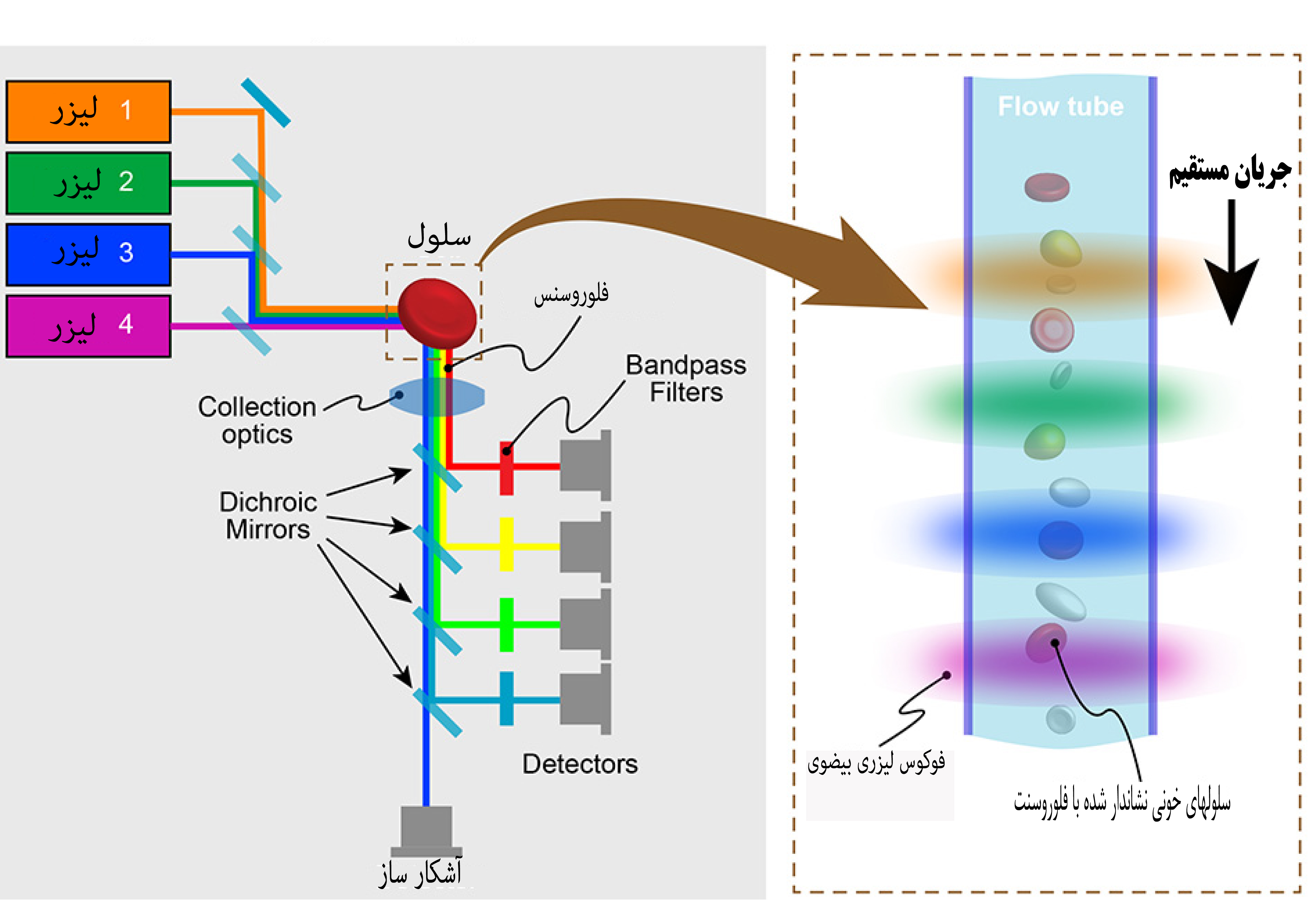فلوسایتومتری