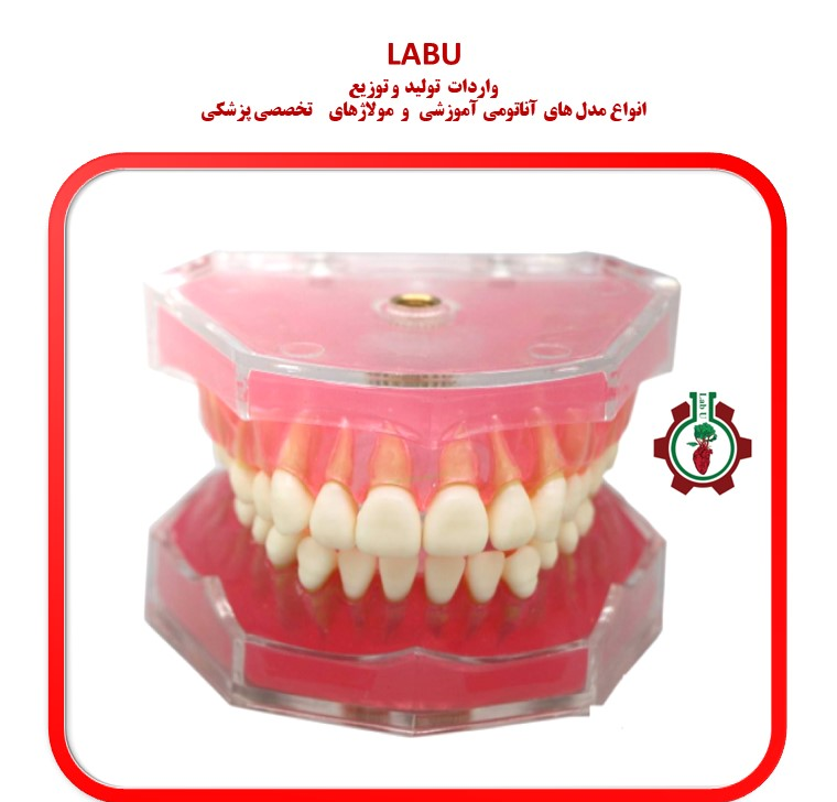 مولاژ دندان با لثه نرم و با قابلیت جدا شدن دندان ها