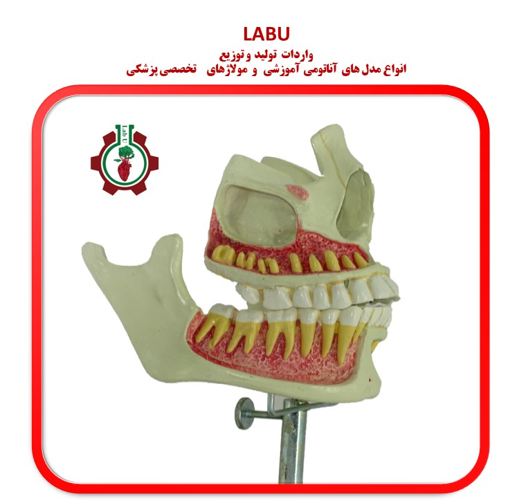 مولاژ فک و دندان