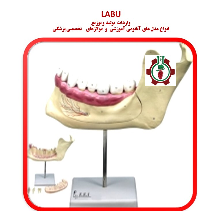 مدل آرواره ، فک تحتانی