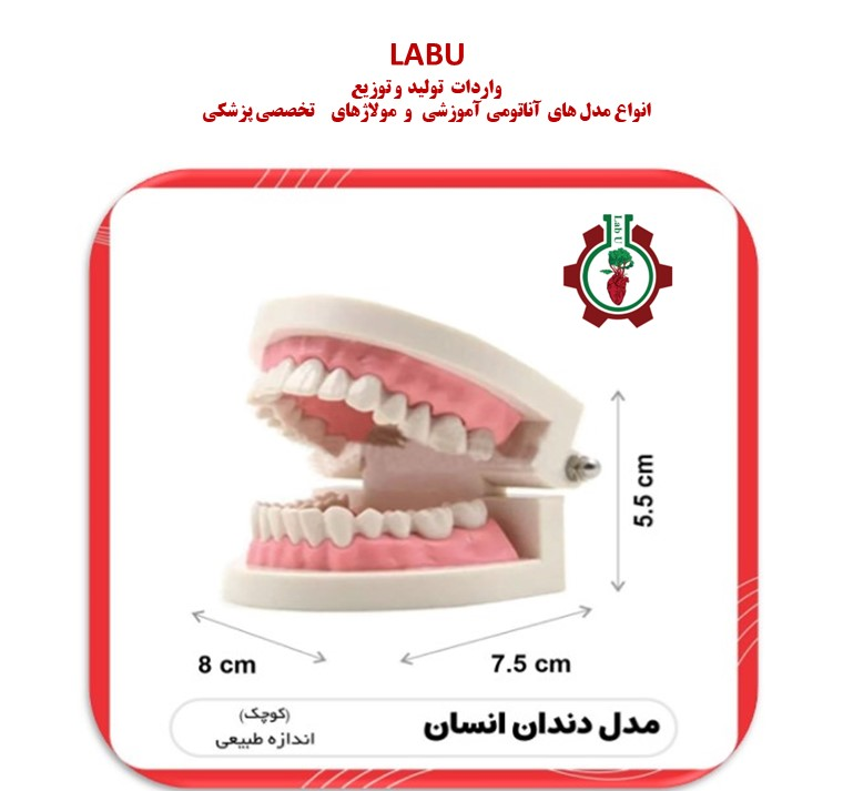 Small human tooth model
