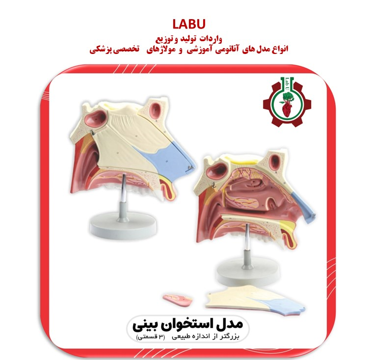 مدل استخوان بینی