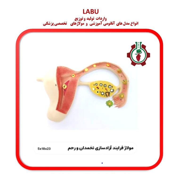 مولاژ فرآیند آزادسازی تخمک در رحم