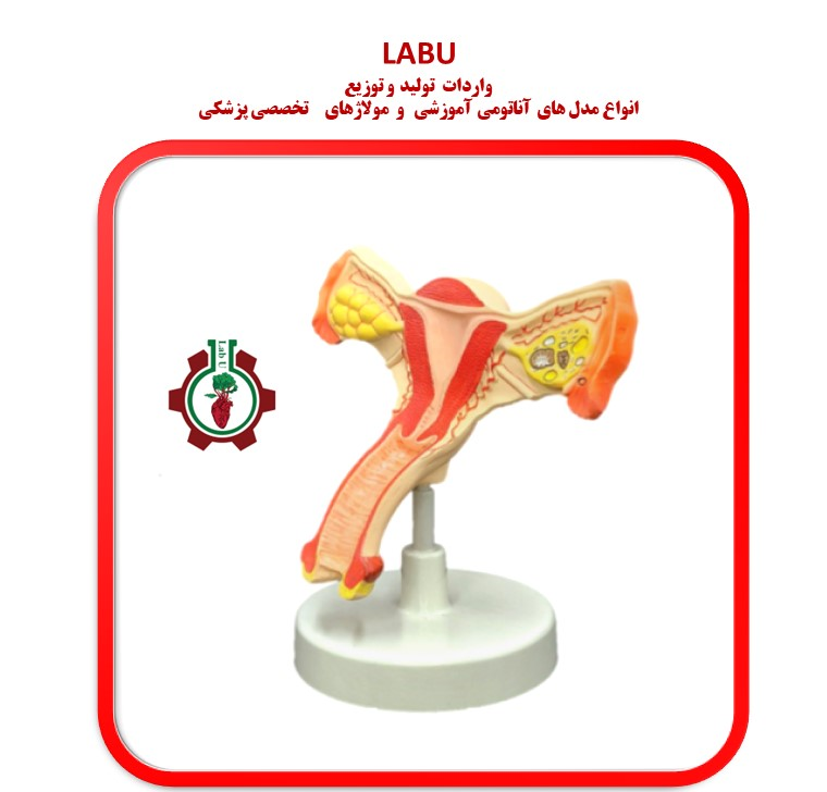 مولاژ آموزش رحم و تخمدان