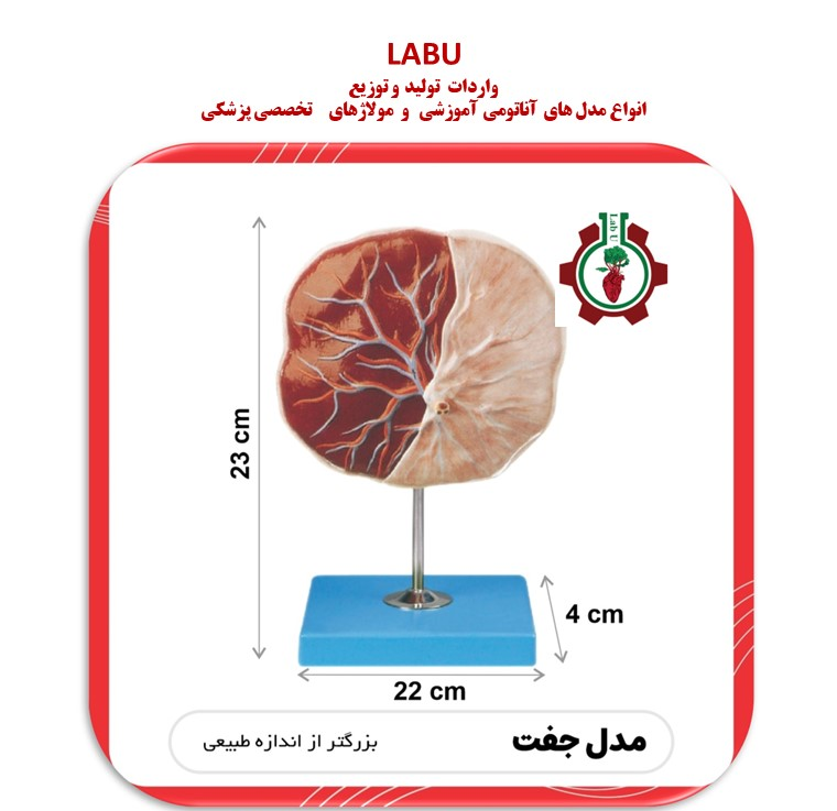 مدل جفت