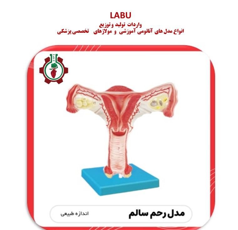 مولاژ رحم سالم