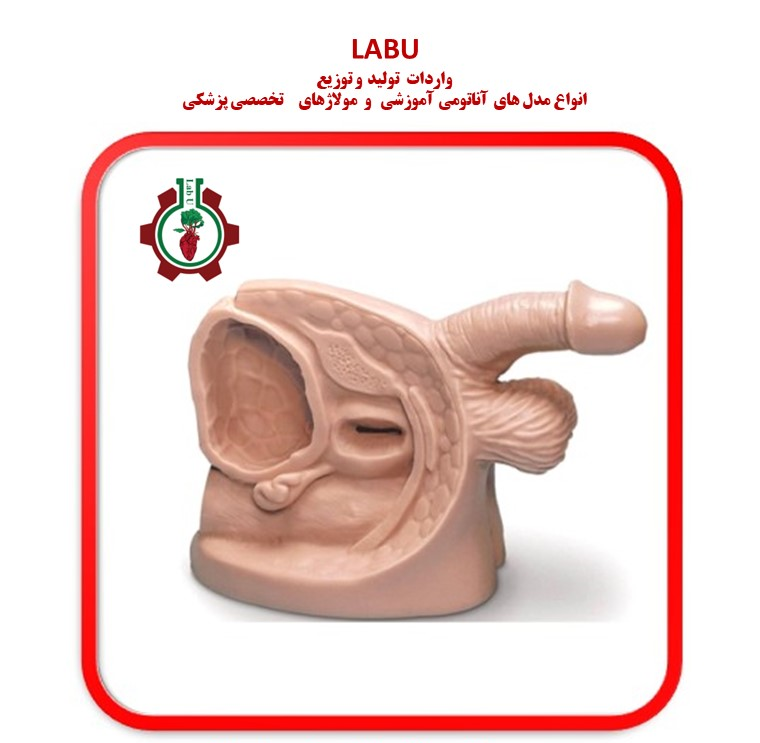 مدل سونداژ مرد