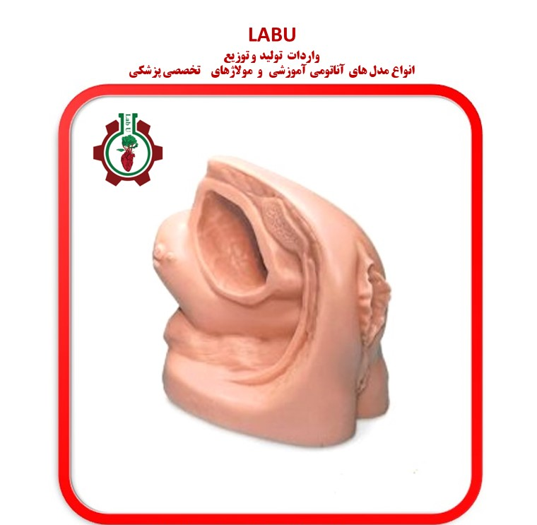 مدل سونداژ زن