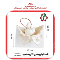 استخوان لگن خاصره زن با جمجه نوزاد