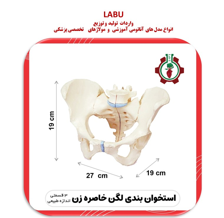 استخوان لگن خاصره زن