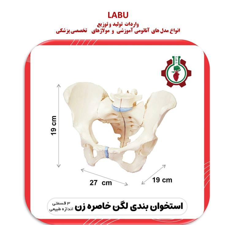استخوان بندی اسکلت لگن خاصره زن