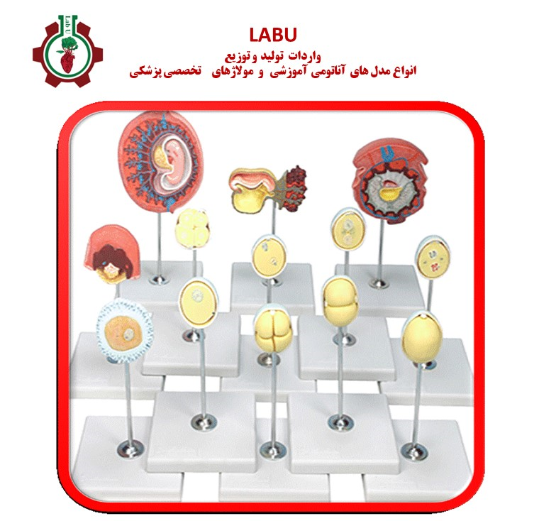 مراحل لقاح و رشد و نمو جنین ( سه ماهه اول بارداری )