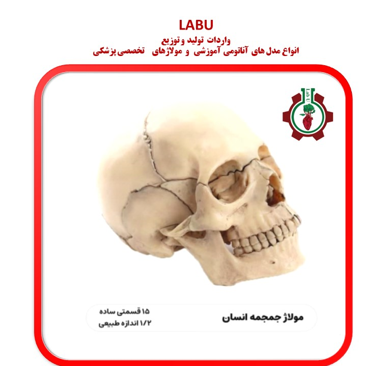 مولاژ مراحل حاملگی سری هشت تایی