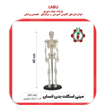 مینی اسکلت بدن انسان (42 سانتی متر)