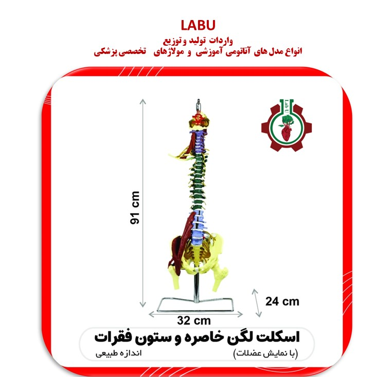 استخوان لگن خاصره و ستون فقرات
