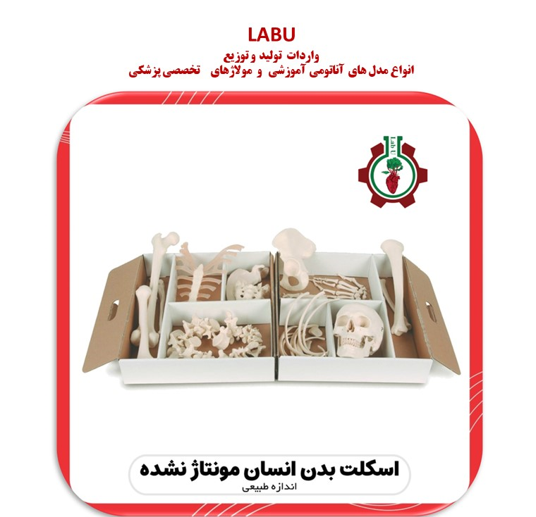 استخوان بندی اسکلت بدن انسان 1/2 اندازه طبیعی (مونتاژ نشده)