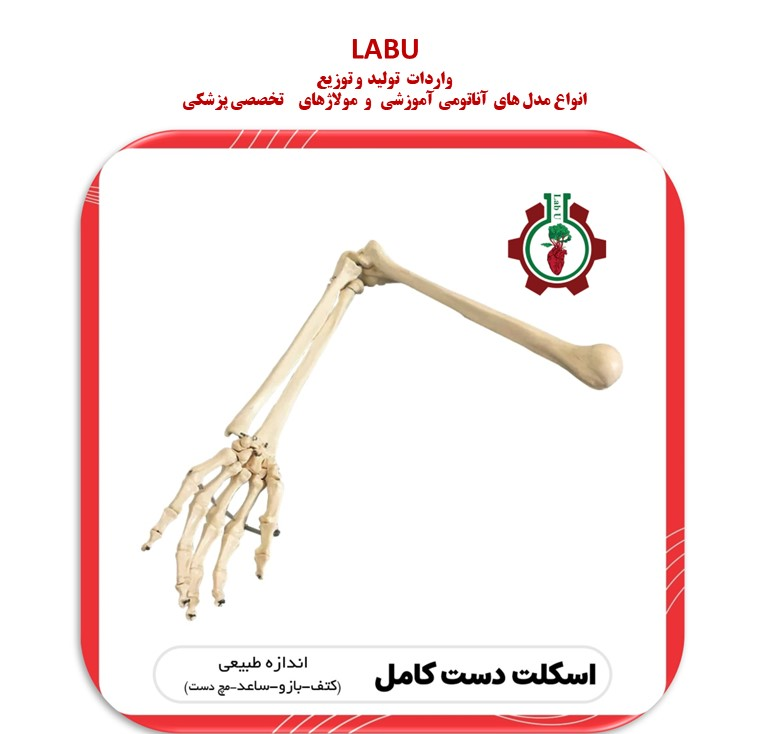 استخوان بندی اسکلت دست انسان (کتف، بازو، ساعد، مچ دست)