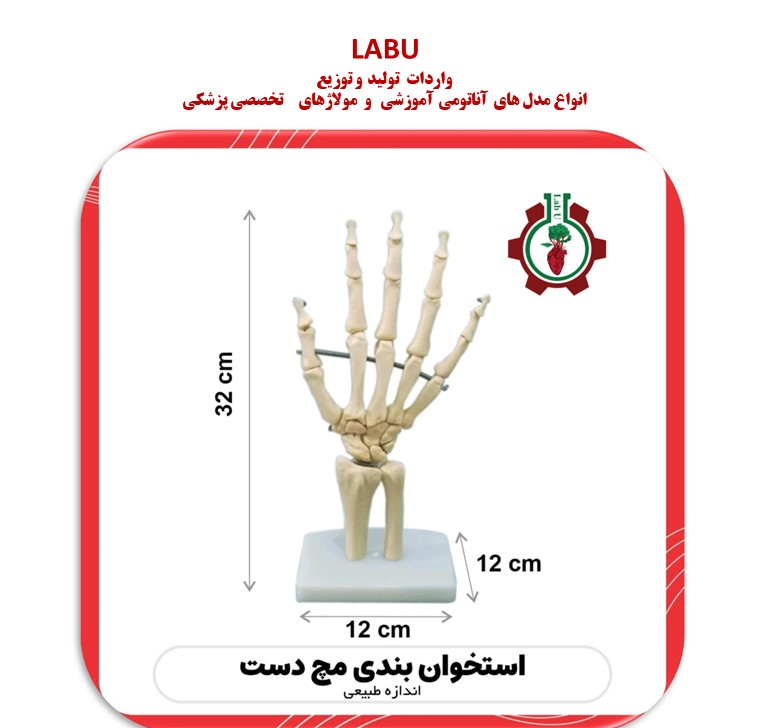 استخوان بندی اسکلت مچ دست انسان