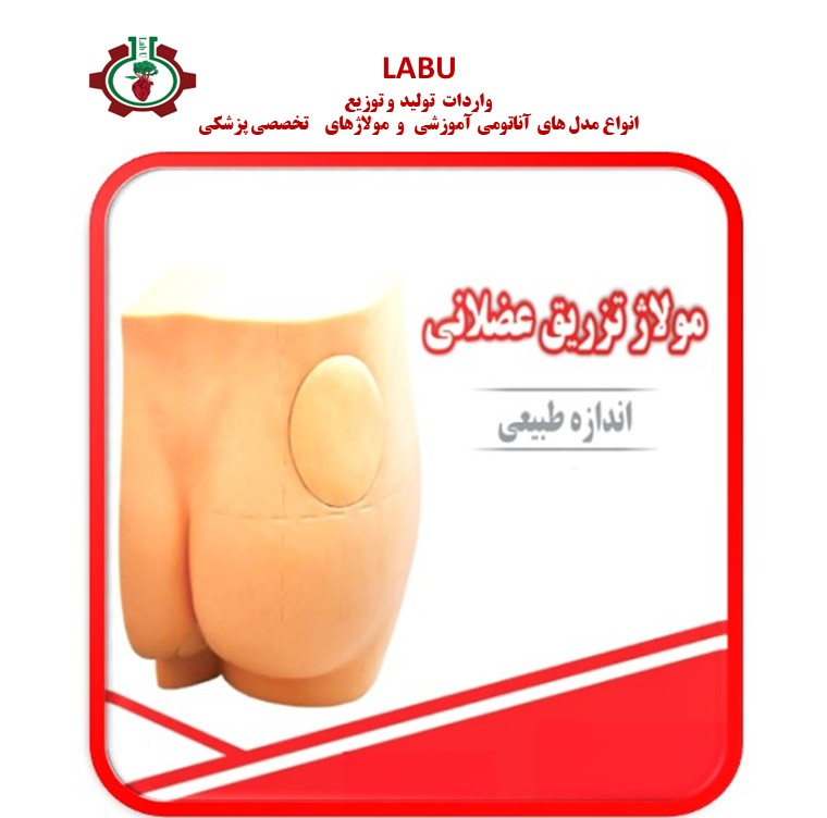 Normal size intramuscular injection