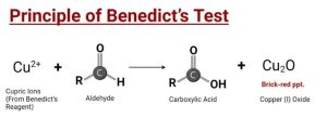 Benedict's test