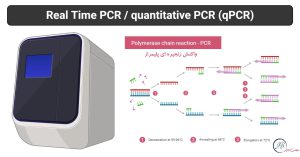 Real-Time-PCR
