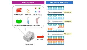 آموزش real time PCR