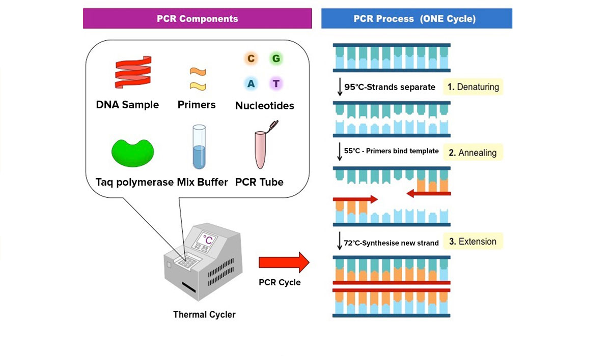 آموزش real time PCR