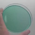 محیط کشت آماده برلیانت گرین اگار Brilliant green agar | BGA