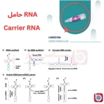 RNA حامل