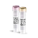 Thermo-resistant H-MMuLV RT