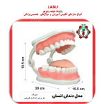 مدل دندان انسان