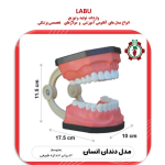 مدل دندان انسان