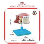 مدل زبان و دندان اندازه طبیعی