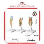 مدل دندان سری 3 عددی