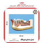 مدل دندان نیم فک