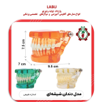 مدل دندان شیشه ای اندازه طبیعی