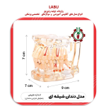 مدل دندان شیشه ای مدل خرابی دندان