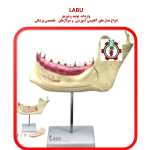 مدل آرواره ، فک تحتانی