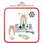 مدل دندان آسیای ، فک تحتانی