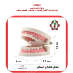 Small human tooth model