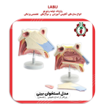 مدل استخوان بینی
