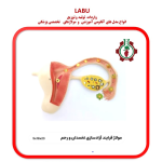 مولاژ فرآیند آزادسازی تخمک در رحم